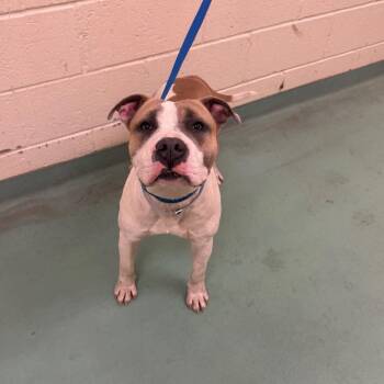 Mixed Breed Dogs Available for Adoption - Adam | PetCurious