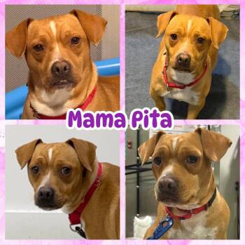 Mama Pita -  Beagle and Chiweenie Dog for Adoption in Ringwood, New Jersey - Mama Pita | PetCurious