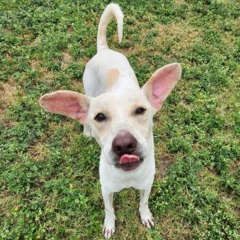 Atlas (Russel) -  Labrador Retriever and Mixed Breed Dog for Adoption in Corpus Christi, Texas - Atlas (Russel) | PetCurious