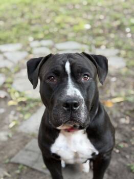 Rescue Pit Bull Terrier and Mixed Breed Dogs for Adoption in Houston, Texas - WALTER Foster | PetCurious