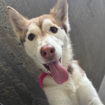 Molly A2262802 -  Siberian Husky Dog for Adoption in Los Angeles, California - Molly A2262802 | PetCurious
