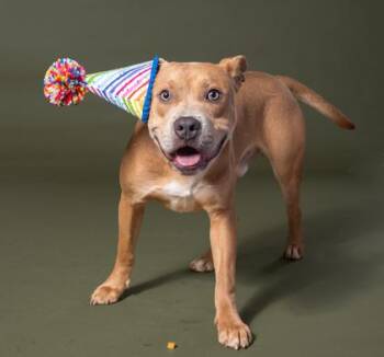 Franklin -  Mixed Breed Dog for Adoption in Atlanta, Georgia - Franklin | PetCurious