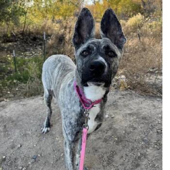 799 (2026) Odessa -  Dutch Shepherd and Mixed Breed Dog for Adoption in Parker, Colorado - 799 (2026) Odessa | PetCurious