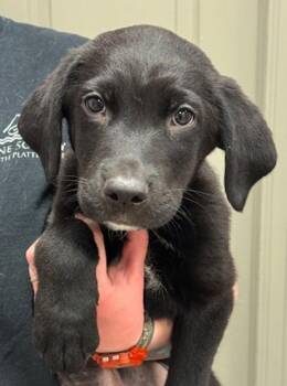 Labrador Retriever and Hound Dogs Available for Adoption in Littleton, Colorado - Care Bear | PetCurious
