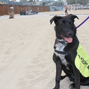 Rescue Shepherd and Black Labrador Retriever Dogs for Adoption in Toronto, Ontario - Star | PetCurious