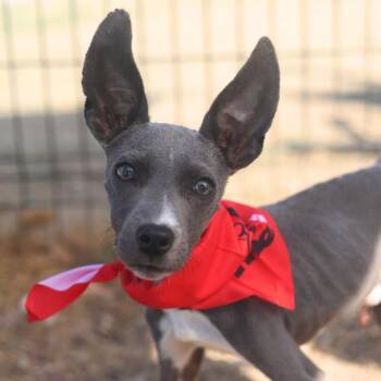 Terrier Dogs Available for Adoption - PABLO | PetCurious