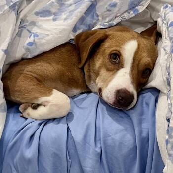 Rescue Beagle and Terrier Dogs for Adoption in Smyrna, Georgia - Barnes | PetCurious