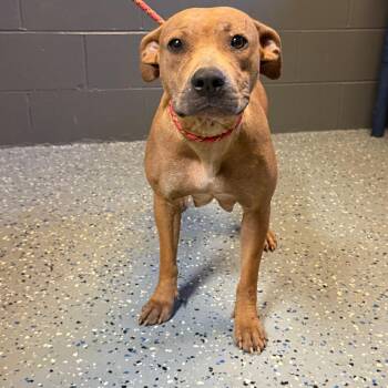 TUSC-Stray-84730 -  Hound and Pit Bull Terrier Dog for Adoption in Tuscaloosa, Alabama - TUSC-Stray-84730 | PetCurious