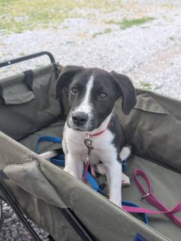 Pit Bull Terrier and Collie Dogs Available for Adoption in Mt. Juliet, Tennessee - Clover Jr. Aka CJ (Spring Litter) | PetCurious