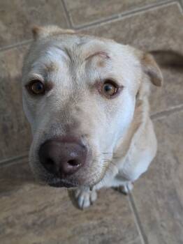 Labrador Retriever Dogs Available for Adoption in Bloomfield Hills, Michigan - Butters | PetCurious
