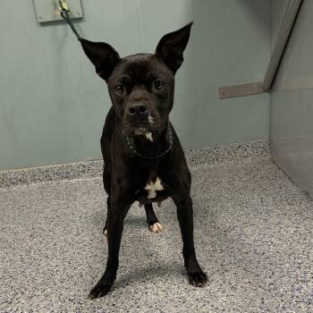 American Staffordshire Terrier Dogs Available for Adoption - Miss Frizzle | PetCurious