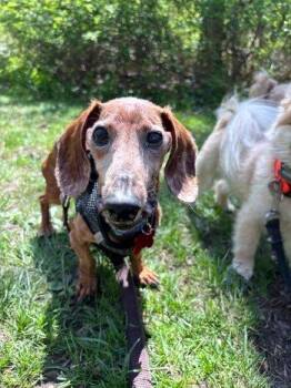 Dachshund Dogs Available for Adoption in Bedford Hills, New York - Tango | PetCurious