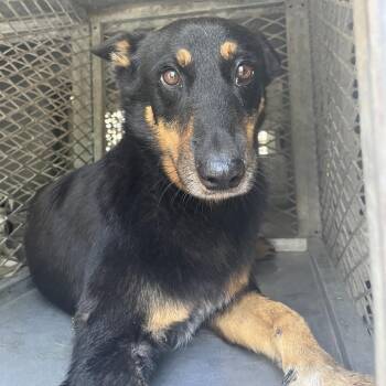 Coy -  Shepherd Dog for Adoption in Edinburg, Texas - Coy | PetCurious