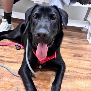 Maverick -  Black Labrador Retriever Dog for Adoption in Quakertown, Pennsylvania - Maverick | PetCurious