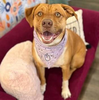 Butterscotch Sweet As Pie -  Beagle and Labrador Retriever Dog for Adoption in Friendswood, Texas - Butterscotch Sweet As Pie | PetCurious