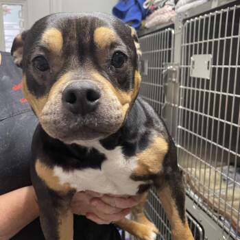 Baked Ziti -  Mixed Breed Dog for Adoption in Savannah, Georgia - Baked Ziti | PetCurious