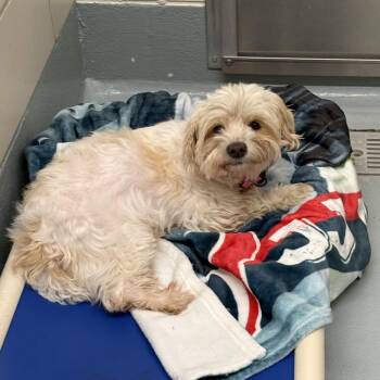 Dolly Parton -  Maltese and Mixed Breed Dog for Adoption in Beaumont, Texas - Dolly Parton | PetCurious