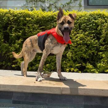 Wally -  Pit Bull Terrier Dog for Adoption in Dallas, Texas - Wally | PetCurious