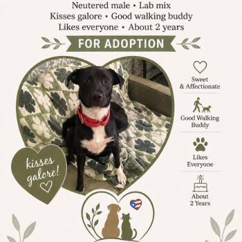 Mr Theodore -  Mixed Breed and Black Labrador Retriever Dog for Adoption in Pleasant Valley, New York - Mr Theodore | PetCurious