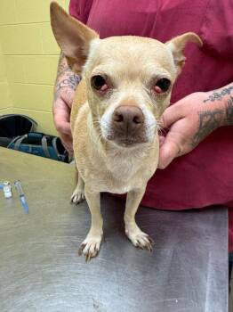 MICHAELA -  Chihuahua Dog for Adoption in Crossville, Tennessee - MICHAELA | PetCurious