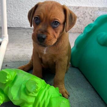 Noah -  Hound Dog for Adoption in Pinellas Park, Florida - Noah | PetCurious