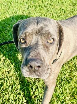 Rescue Cane Corso Dogs for Adoption in Jefferson, Louisiana - Sheeba | PetCurious
