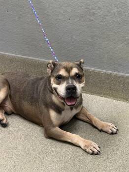 WALTER -  American Bulldog Dog for Adoption in Las Vegas, Nevada - WALTER | PetCurious