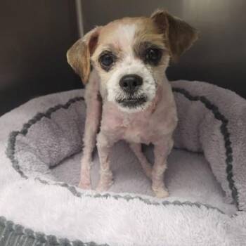 Gucci -  Shih Tzu Dog for Adoption in Orland Hills, Illinois - Gucci | PetCurious