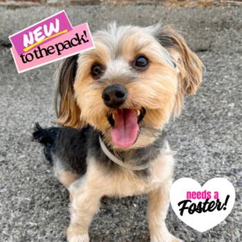 Calvin -  Yorkshire Terrier and Mixed Breed Dog for Adoption in Los Angeles, California - Calvin | PetCurious