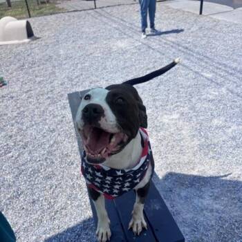 Pit Bull Terrier Dogs Available for Adoption in Marion, North Carolina - Buddy | PetCurious