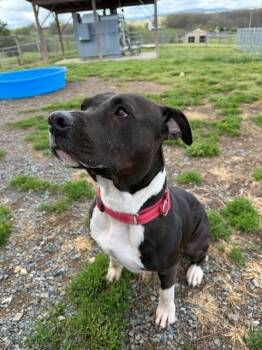 American Staffordshire Terrier Dogs Available for Adoption in Augusta, West Virginia - Trixie | PetCurious