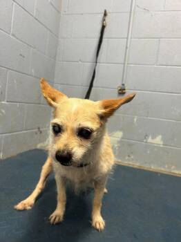 *DOLORES -  Terrier Dog Available for Adoption in Woodland, California - *DOLORES | PetCurious