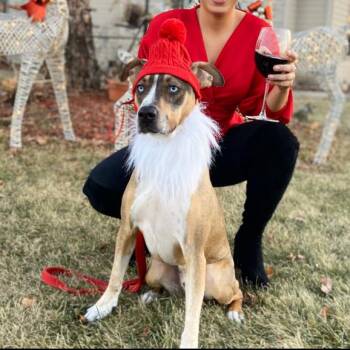 Denali -  American Staffordshire Terrier and Husky Dog for Adoption in Dallas, Texas - Denali | PetCurious