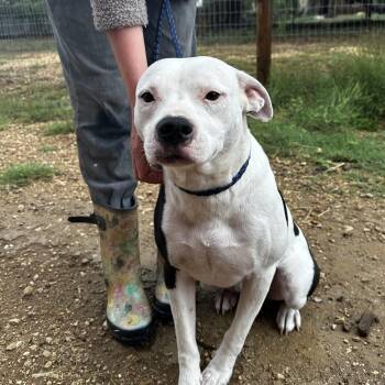 American Staffordshire Terrier Dogs Available for Adoption in Seguin, Texas - Clayton | PetCurious