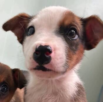 Rescue Mixed Breed Dogs for Adoption in East Brookfield, Massachusetts - Jasper | PetCurious