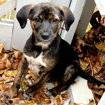 Sassy -  Mixed Breed Dog for Adoption in Tunica, Mississippi - Sassy | PetCurious