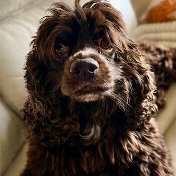 Bella -  Cocker Spaniel Dog for Adoption in Cincinnati, Ohio - Bella | PetCurious