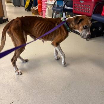 Carmela -  Boxer Dog for Adoption in Lake Jackson, Texas - Carmela | PetCurious