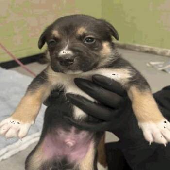 Plott Hound Dogs Available for Adoption - Thor | PetCurious