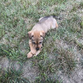 Minione -  Mixed Breed Dog for Adoption in Fredericksburg, Virginia - Minione | PetCurious