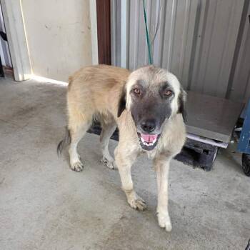 Calio 26-08-021 -  Great Pyrenees and Mixed Breed Dog for Adoption in Bastrop, Texas - Calio 26-08-021 | PetCurious
