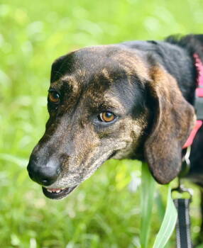 Rescue Hound Dogs for Adoption in Waldron, Arkansas - Sadie | PetCurious