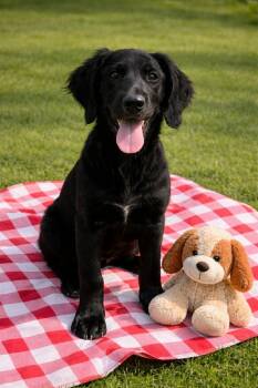 Golden Retriever and Poodle Dogs Available for Adoption in Gorham, Maine - Viola Bloom | PetCurious