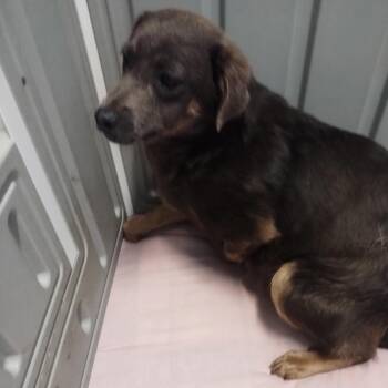 Vida 7023 -  Mixed Breed Dog for Adoption in Loxahatchee Groves, Florida - Vida 7023 | PetCurious