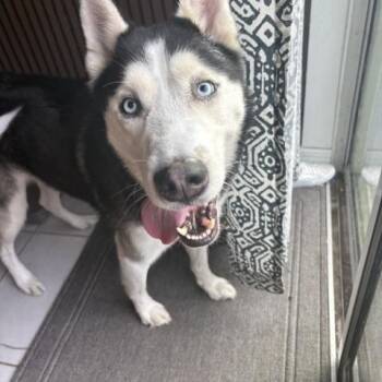 Kye -  Husky Dog for Adoption in Maitland, Florida - Kye | PetCurious