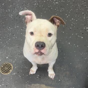 Mixed Breed Dogs Available for Adoption in Columbiana, Alabama - Sir Bob | PetCurious