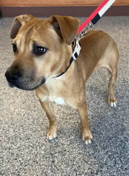 Lloyd -  Mixed Breed Dog for Adoption in Greenbelt, Maryland - Lloyd | PetCurious