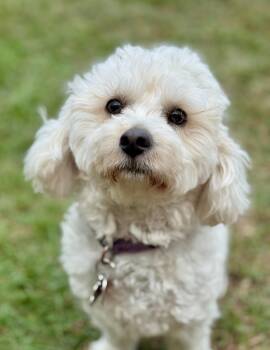 Missy -  Poodle and Maltese Dog for Adoption in Lucedale, Mississippi - Missy | PetCurious