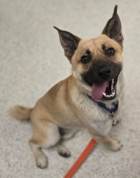 Rescue Pug and Australian Cattle Dog Blue Heeler Dogs for Adoption in Littleton, Colorado - Tug | PetCurious