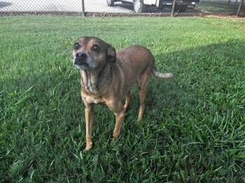 MACHO -  Chihuahua and Mixed Breed Dog for Adoption in Grovetown, Georgia - MACHO | PetCurious